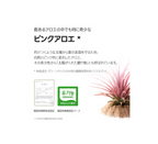 BJEWEL PINK ALOE GLOW MOISTURE CREAM 150ml